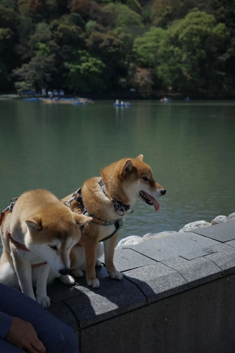 京都旅行照片 2