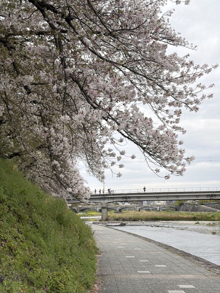 京都河畔樱花