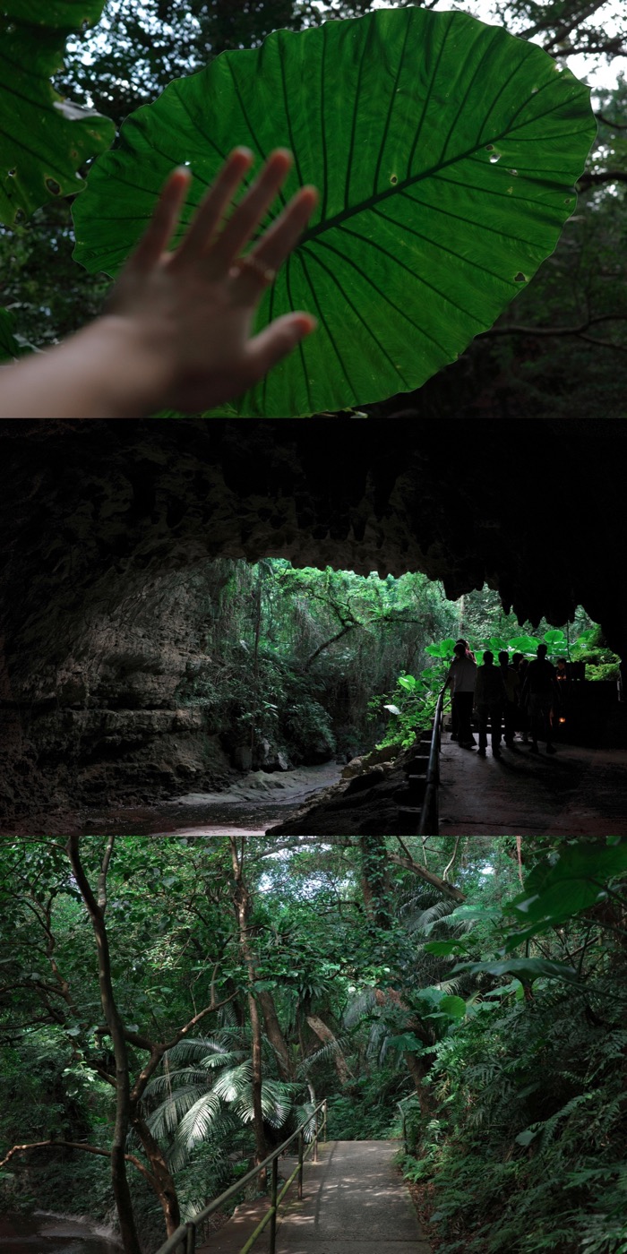 手与巨大的绿叶，以及洞穴步道