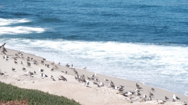 United States · SanDiego